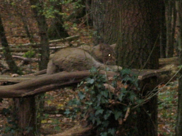 Saint-Michel - Borzée 2007